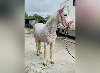 Appaloosa, Caballo castrado, 4 años, 147 cm, Atigrado/Moteado