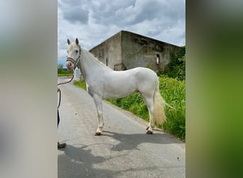 Appaloosa, Caballo castrado, 4 años, 147 cm, Atigrado/Moteado