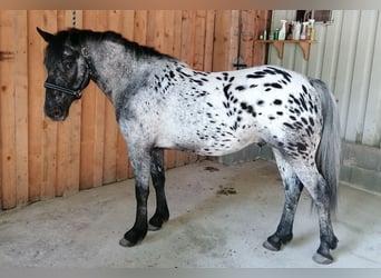 Appaloosa Mestizo, Caballo castrado, 4 años, 147 cm, Atigrado/Moteado