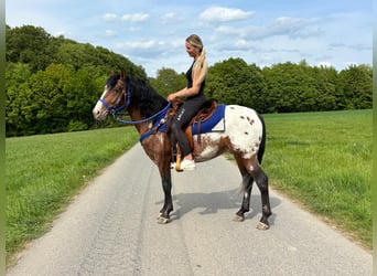 Appaloosa, Caballo castrado, 4 años, 149 cm, Atigrado/Moteado