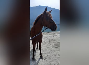 Appaloosa Mestizo, Caballo castrado, 4 años, 150 cm, Alazán