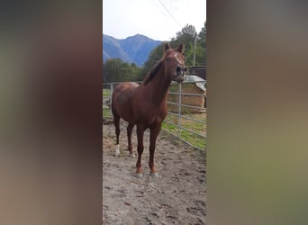 Appaloosa Mestizo, Caballo castrado, 4 años, 150 cm, Alazán