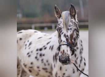 Appaloosa, Caballo castrado, 4 años, 150 cm, Atigrado/Moteado