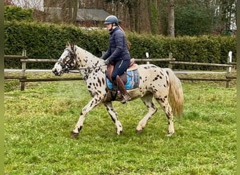 Appaloosa, Caballo castrado, 4 años, 150 cm, Atigrado/Moteado