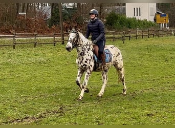 Appaloosa, Caballo castrado, 4 años, 150 cm, Atigrado/Moteado