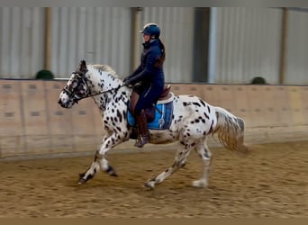 Appaloosa, Caballo castrado, 4 años, 150 cm, Atigrado/Moteado