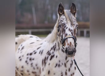 Appaloosa, Caballo castrado, 4 años, 150 cm, Atigrado/Moteado