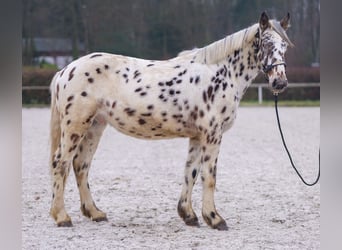 Appaloosa, Caballo castrado, 4 años, 150 cm, Atigrado/Moteado