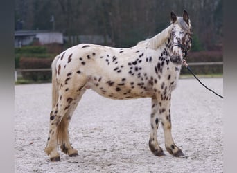 Appaloosa, Caballo castrado, 4 años, 150 cm, Atigrado/Moteado