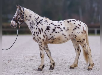 Appaloosa, Caballo castrado, 4 años, 150 cm, Atigrado/Moteado