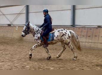 Appaloosa, Caballo castrado, 4 años, 150 cm, Atigrado/Moteado