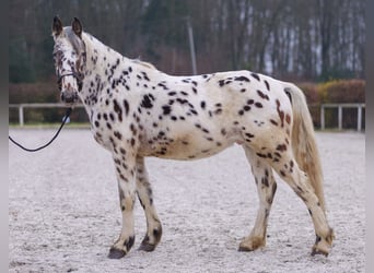 Appaloosa, Caballo castrado, 4 años, 150 cm, Atigrado/Moteado