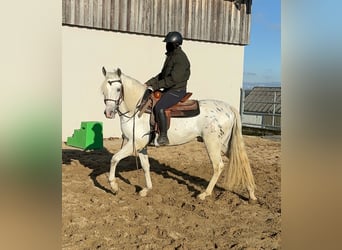 Appaloosa Mestizo, Caballo castrado, 4 años, 152 cm, Atigrado/Moteado