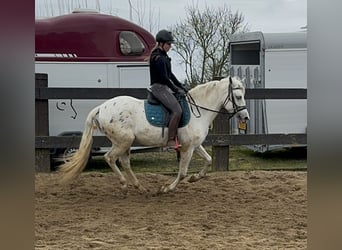 Appaloosa Mestizo, Caballo castrado, 4 años, 152 cm, Atigrado/Moteado