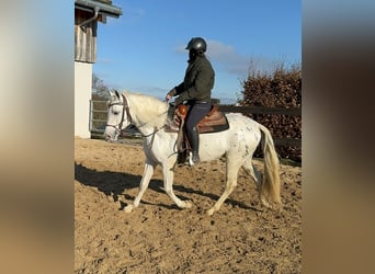 Appaloosa Mestizo, Caballo castrado, 4 años, 152 cm, Atigrado/Moteado