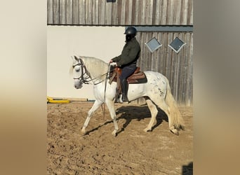 Appaloosa Mestizo, Caballo castrado, 4 años, 152 cm, Atigrado/Moteado