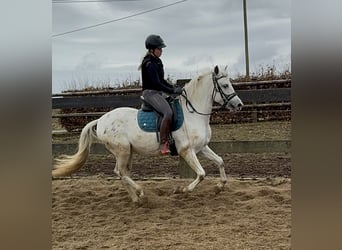 Appaloosa Mestizo, Caballo castrado, 4 años, 152 cm, Atigrado/Moteado