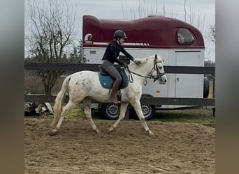 Appaloosa Mestizo, Caballo castrado, 4 años, 152 cm, Atigrado/Moteado