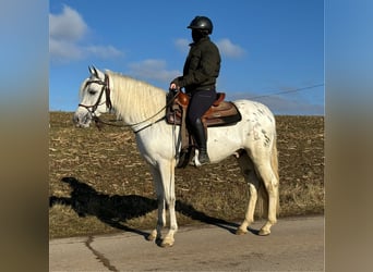 Appaloosa Mestizo, Caballo castrado, 4 años, 152 cm, Atigrado/Moteado