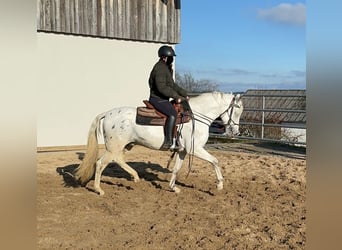 Appaloosa Mestizo, Caballo castrado, 4 años, 152 cm, Atigrado/Moteado