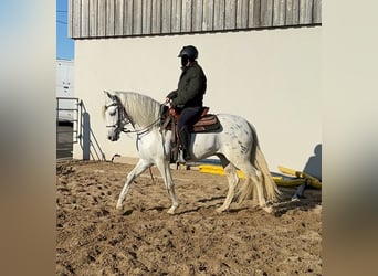 Appaloosa Mestizo, Caballo castrado, 4 años, 152 cm, Atigrado/Moteado