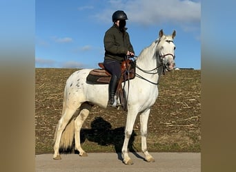 Appaloosa Mestizo, Caballo castrado, 4 años, 152 cm, Atigrado/Moteado