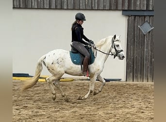 Appaloosa Mestizo, Caballo castrado, 4 años, 152 cm, Atigrado/Moteado