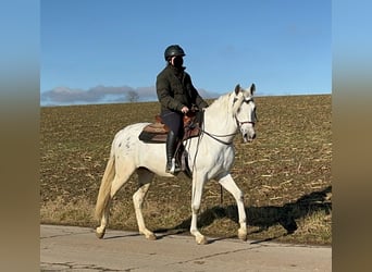 Appaloosa Mestizo, Caballo castrado, 4 años, 152 cm, Atigrado/Moteado