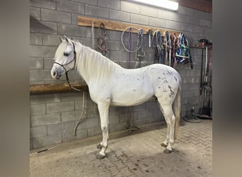 Appaloosa Mestizo, Caballo castrado, 4 años, 152 cm, Atigrado/Moteado