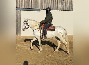 Appaloosa Mestizo, Caballo castrado, 4 años, 152 cm, Atigrado/Moteado