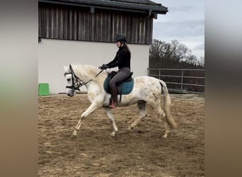 Appaloosa Mestizo, Caballo castrado, 4 años, 152 cm, Atigrado/Moteado