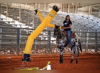 Appaloosa, Caballo castrado, 4 años, 152 cm, Atigrado/Moteado