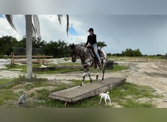 Appaloosa, Caballo castrado, 4 años, 152 cm, Atigrado/Moteado