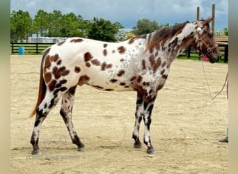 Appaloosa, Caballo castrado, 4 años, 152 cm, Atigrado/Moteado