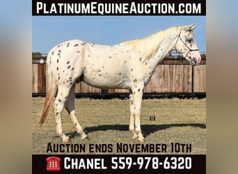 Appaloosa, Caballo castrado, 4 años, 152 cm, Atigrado/Moteado