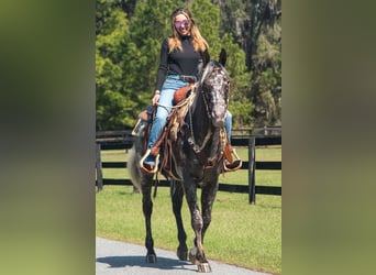 Appaloosa, Caballo castrado, 4 años, 152 cm