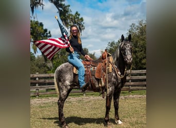 Appaloosa, Caballo castrado, 4 años, 152 cm