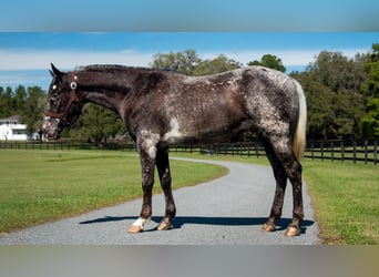 Appaloosa, Caballo castrado, 4 años, 152 cm