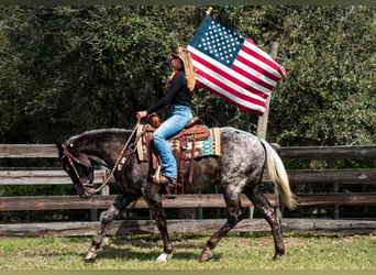 Appaloosa, Caballo castrado, 4 años, 152 cm