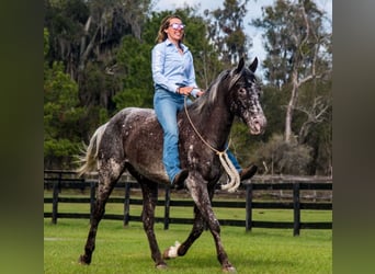 Appaloosa, Caballo castrado, 4 años, 152 cm