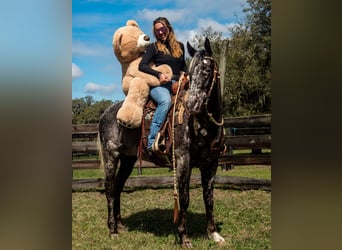 Appaloosa, Caballo castrado, 4 años, 152 cm