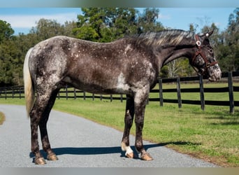 Appaloosa, Caballo castrado, 4 años, 152 cm