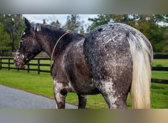 Appaloosa, Caballo castrado, 4 años, 152 cm