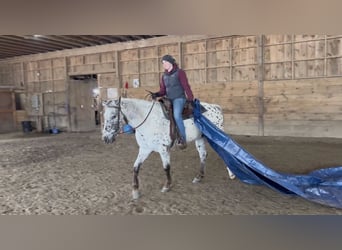 Appaloosa, Caballo castrado, 4 años, 152 cm, Morcillo