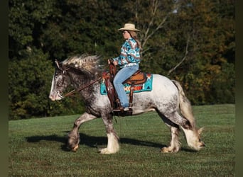 Appaloosa, Caballo castrado, 4 años, 152 cm, Ruano alazán