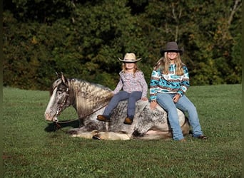 Appaloosa, Caballo castrado, 4 años, 152 cm, Ruano alazán