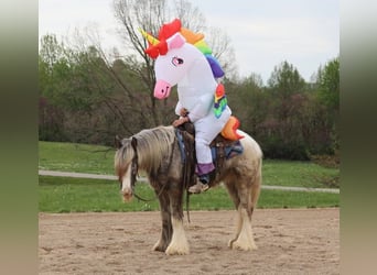 Appaloosa, Caballo castrado, 4 años, 152 cm, Ruano alazán