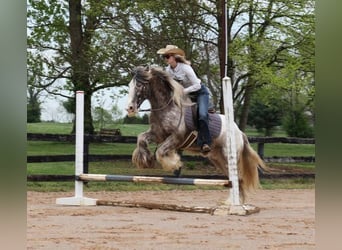 Appaloosa, Caballo castrado, 4 años, 152 cm, Ruano alazán