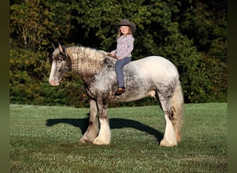 Appaloosa, Caballo castrado, 4 años, 152 cm, Ruano alazán