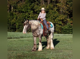 Appaloosa, Caballo castrado, 4 años, 152 cm, Ruano alazán